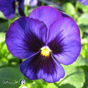 عطر گل بنفشه Violets Flower