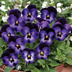 عطر گل بنفشه Violets Flower